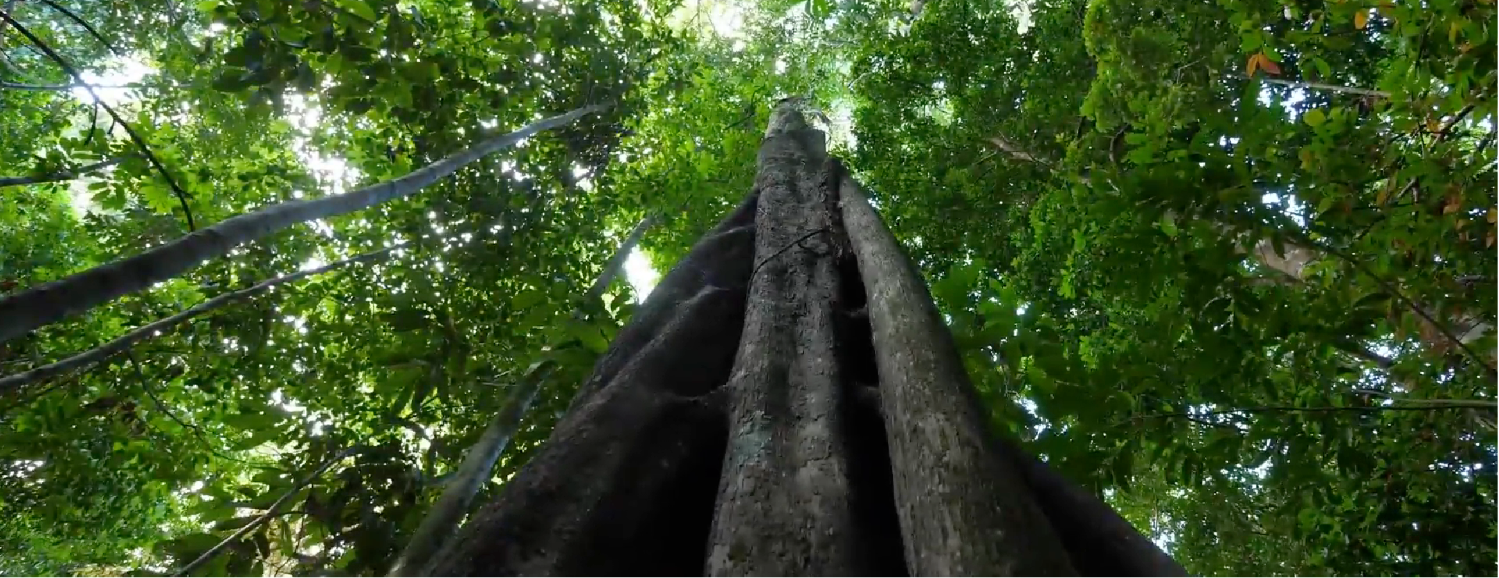 Rede Amazonia Viva